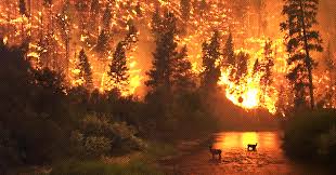The bc wildfire service has reduced the size of the area restriction order for crown land in the vicinity of the wildfire a detailed map of the affected area can be found here. Forestry Experts Warn British Columbia Faces High Risk Of Massive Wildfires Due To Climate Change