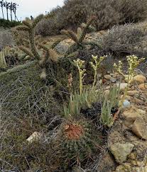 This rare barrel cactus is known by several common names, including coast barrel cactus, keg cactus and san diego barrel cactus. Plantfiles Pictures Ferocactus Species Coast Barrel Cactus San Diego Barrel Cactus Ferocactus Viridescens By Kell