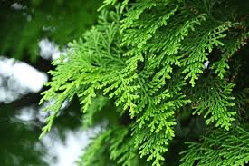 Image result for Cupressaceae