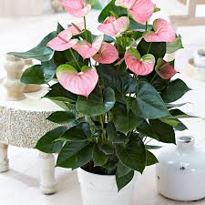 La pianta con fiori rosa per eccellenza è il pesco. 1 Pianta Di Anthurium Rosa In Vaso 17cm Da Interno Appartamento Anturio