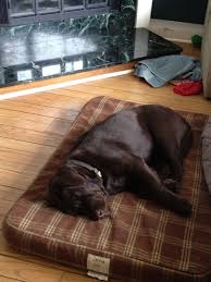 Lab Labrador Lab Puppies Labrador Retriever Dog Cute Dogs