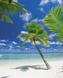 Looking for the best wallpapers? Mobel Wohnen Tropical Beach Wall Mural Photo Wallpaper Palm Tree Decal Wandtattoos Wandbilder