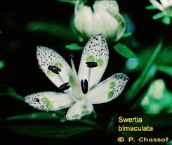 Image result for Swertia eminii