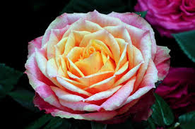 Free Image On Pixabay Rose Flower Color Beauty Rose Flower Colors Rose Flowers