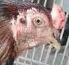 Beberapa jenis ayam bangkok kelawu yang patut diperhitungkan yaitu ayam yang mempunyai gabungan warna seperti kelawu ketek, kelawu musang. Sakit Kuning