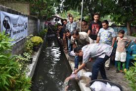 Bukan Jadi Tempat Sampah Warga Brontokusuman Sulap Selokan Jadi Kolam Ikan Harian Merapi