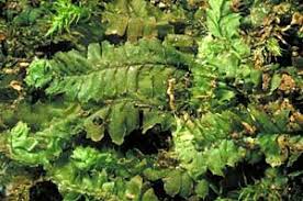 Diagram of a liverwort, marchantia spp. Leafy Liverworts Bryophyte