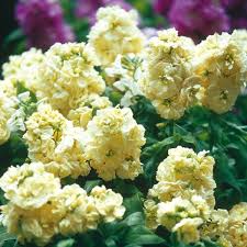 Die Einjahrige Levkoje Sweet Yellow Matthiola Incana Bluht Mit Vielen Bluten In Gelb Bis 50 Cm Hoch Fur Kubel Topfe Oder Blumensamen Pflanzen Gartentipps