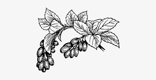 Drawing Line Art Fruit Date Palm Watercolor Painting Black And White Cranberry Png Image Transparent Png Free Download On Seekpng Watercolor painting graphics cherry drawing berry, cherry transparent background png clipart. drawing line art fruit date palm