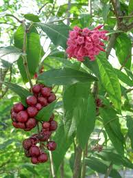 Image result for Cestrum × cultum