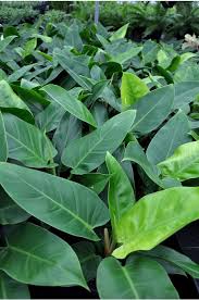 Philodendron Imperial Green Plants Philodendron Philodendron Plant