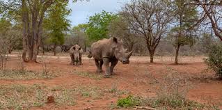 Rhinoceros is a powerful 3d design program which uses nurbs geometry to describe any form regardless of size or complexity. Hemmersbach Rhino Force Saving Rhinos From Extinction