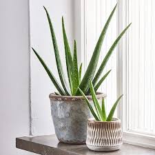 L'aloe vera est un soin 100% naturel excellent pour réparer nos longueurs abîmées. Decouvrez Nos Conseils Et Apprenez Comment Cultiver Aloe Vera Chez Vous