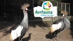 HOLLAND: Avifauna Bird Park - Alphen aan den Rijn - YouTube