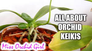 Orchid Keikis What Are They How To Get One And What To Do With It Youtube Orchids Growing Orchids Orchid Care