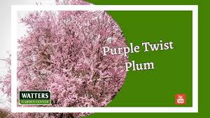 Plum and cherry trees often evoke the excitement of spring, with seasons anew, promising thriving opportunity. How To Grow And Care For Purple Leaf Plum Watters Garden Center