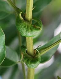 Image result for Senna petersiana