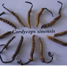 Ghass fafoond , keeda jaadi. Pdf Pharmacology Phytochemistry And Traditional Uses Of Cordyceps Sinensis Berk Sacc A Recent Update For Future Prospects