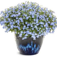 Image result for Lobelia paludigena