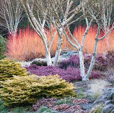 Richard Bloom On Instagram The Winter Garden At The Bressingham Gardens Bressinghamgardens Norfolk Designed By Adr In 2020 Winter Garden Plants Birch Trees Garden