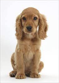 Print Of Golden Cocker Spaniel Puppy Maizy Sitting Cocker Spaniel Puppies Golden Cocker Spaniel Puppies Spaniel Puppies