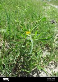 Image result for Geigeria schinzii