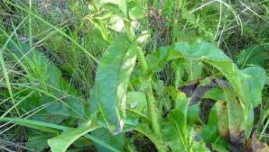 Image result for Berkheya setifera