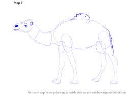 This page covers the gnu / linux version of tail. Learn How To Draw A Camel Farm Animals Step By Step Drawing Tutorials