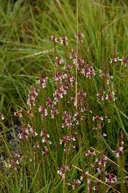 Image result for Striga bilabiata