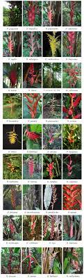 Scielo Brasil Heliconias With Pendent Inflorescences As Cut Flowers Heliconias With Pendent Inflorescences As Cut Flowers