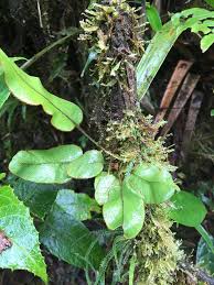 Image result for Elaphoglossum kivuense