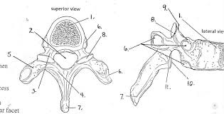 Learn about thoracic vertebrae with free interactive flashcards. Thoracic Vertebrae Superior Lateral View Diagram Quizlet