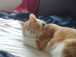 Hello Reddit I M Tybalt Cats Cute Cats Cat S