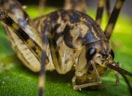 They aren't dangerous, but they do eat fabric and can be a nuisance. Common Problems Camel Crickets Cause