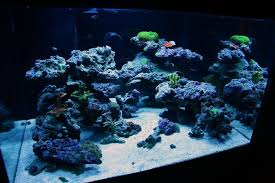 In order to create an attractive aquascape, you'll need to fulfil some technical requirements, like suitable lighting, the optimal filtration and a good nutrient supply. Aquascape Design Reef Tank