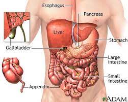 What organs are located on the right side of the torso? Pin On Human Body Anatomy