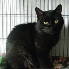 Pin On Cats In South Dakota In Need Of Homes