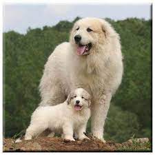 Great Pyrenees 4 Tile Great Pyrenees Great Pyrenees Dog Pyrenean Mountain Dog
