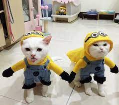 Funny Cat Costumes Cute Animals Pet Costumes Cat Costumes