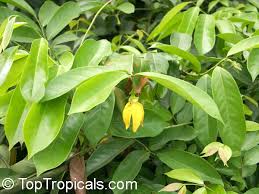 Image result for Artabotrys modestus