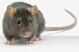 Animal & pest control specialists commerce city •. Ozone Safe Pest Control Serving All Of The Metro Denver Area