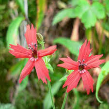 A trip here can involve the best of the east coast's beaches, american history, scenic rides through farmland and mountains, and. Blue Ridge Parkway Wildflowers