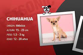 Chihuahua Historia Y Curiosidades Razas De Perro