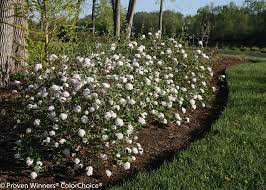 Free shipping on qualified orders. Spice Baby Koreanspice Viburnum Viburnum Carlesii Proven Winners