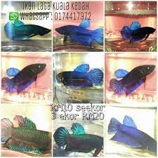 Artikel ini bukanlah untuk menggalakan penggemar ikan laga liar untuk menangkap sesuaka hati mereka. Pelbagai Jenis Ikan Laga Untuk Ikan Laga Kuala Kedah ÙÙŠØ³Ø¨ÙˆÙƒ