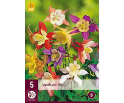 Image result for Aquilegia pompom mix