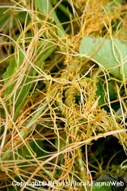 Image result for Cuscuta australis