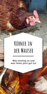 Pin Auf Haustiere