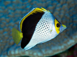 Image result for Cyphia richardsiae