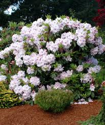 Image result for Nesaea rautanenii